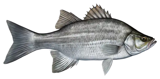 White Bass
