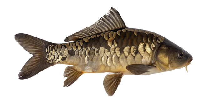 Mirror carp