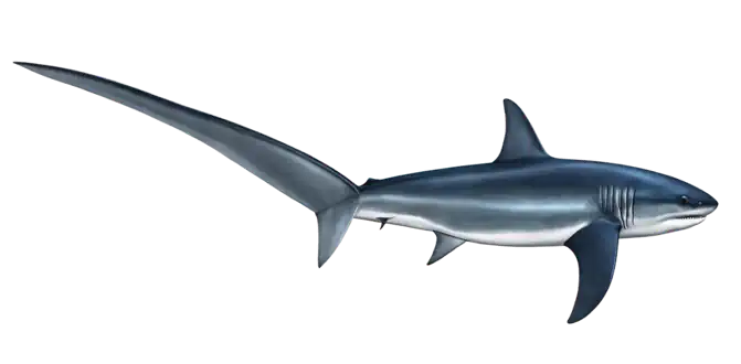Thresher Shark