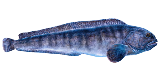Atlantic Wolffish