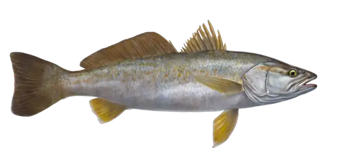 Weakfish