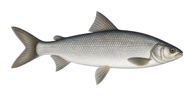 Maraena whitefish