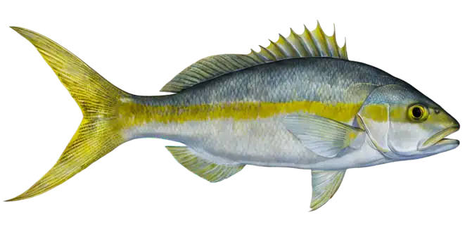 Yellowtail Snapper