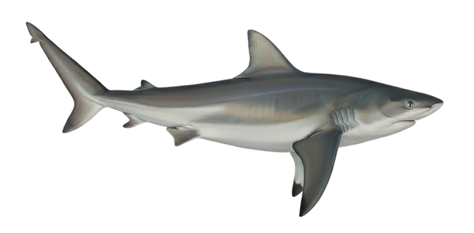 Bull shark