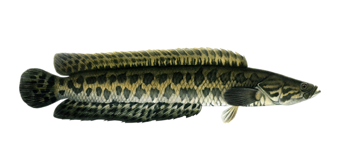 Northern snakehead