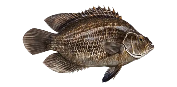 Atlantic Tripletail