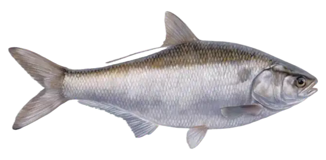 Gizzard Shad
