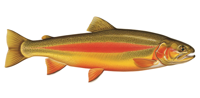 Golden rainbow trout