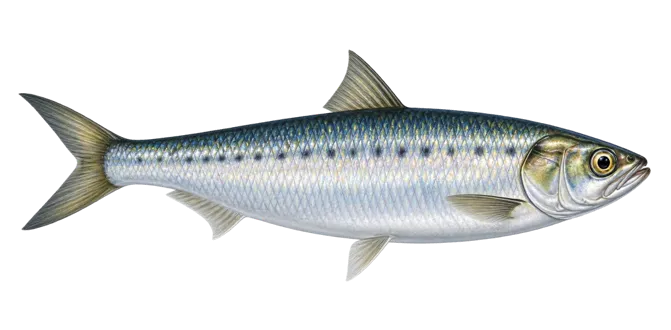 European pilchard
