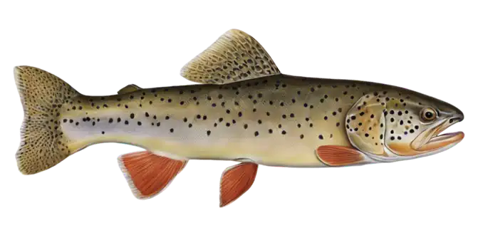 Apache Trout