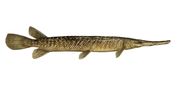 Spotted Gar