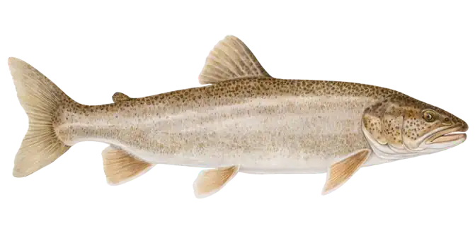 Lake Trout