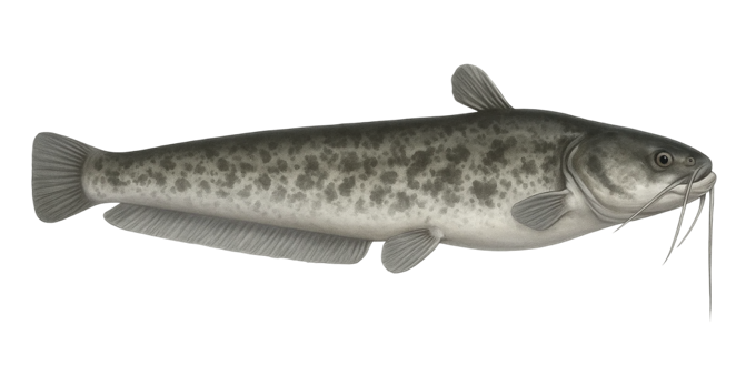Wels catfish
