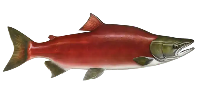 Red Salmon