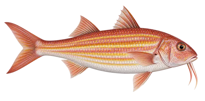 Striped red mullet