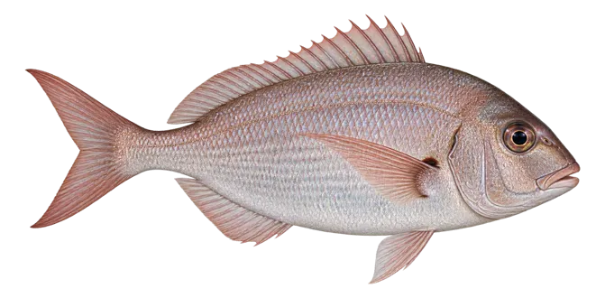 Axillary seabream