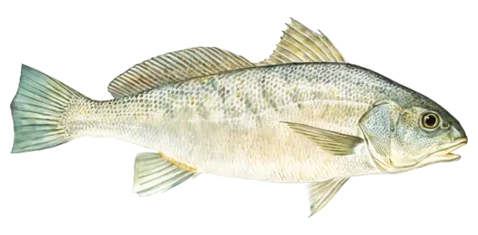 Atlantic Croaker