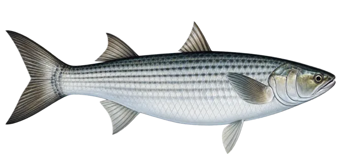 So-iuy mullet
