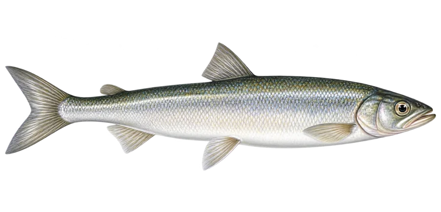European smelt