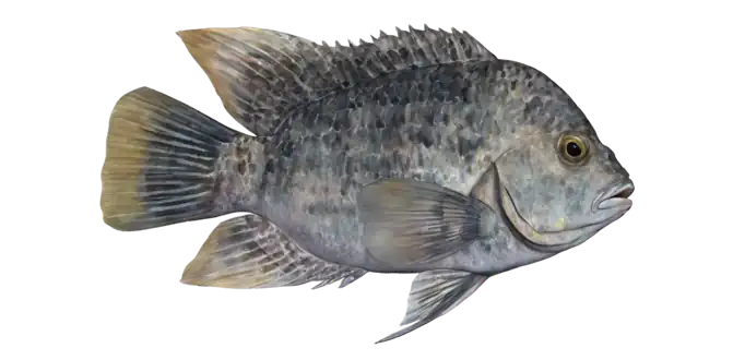 Rio Grande Cichlid
