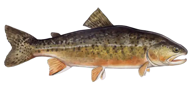 Tiger Trout