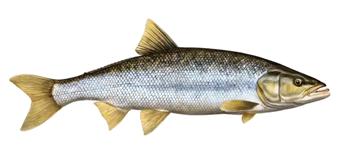 Northern Pikeminnow