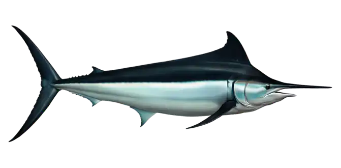 Black Marlin