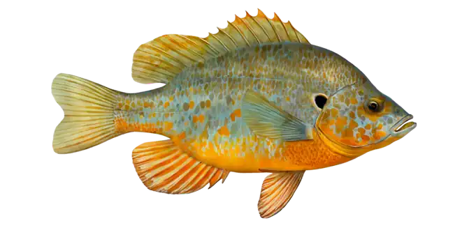 Orangespotted Sunfish
