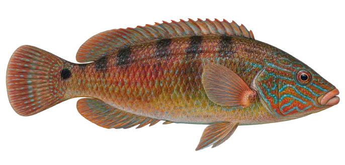 Corkwing wrasse