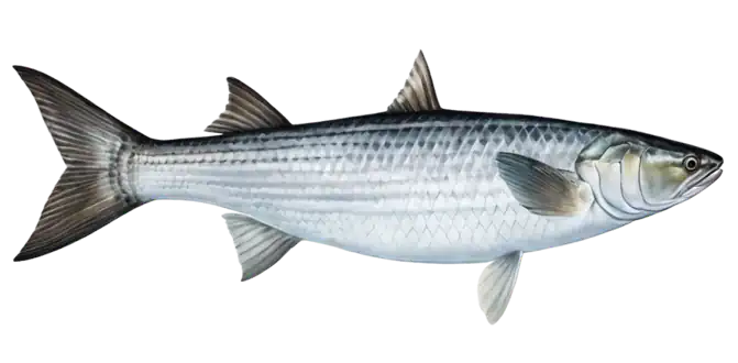 Striped Mullet