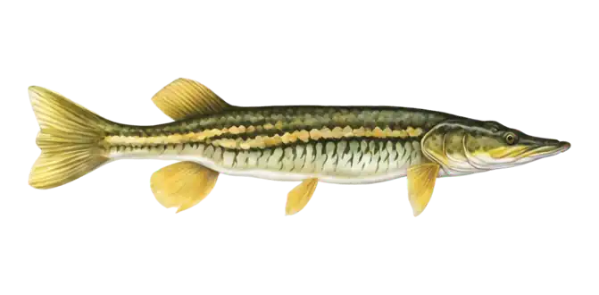 Chain Pickerel