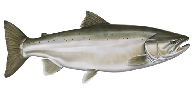 Chinook Salmon