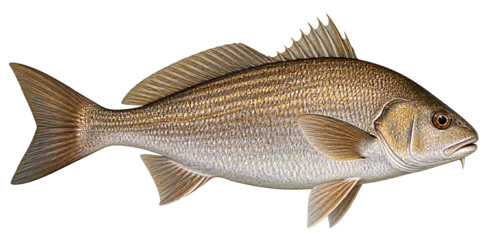 Canary drum