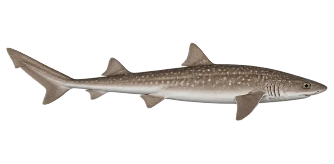 Starry smooth-hound