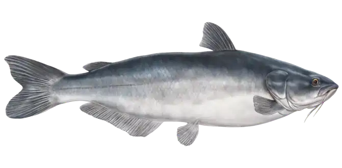 Blue Catfish