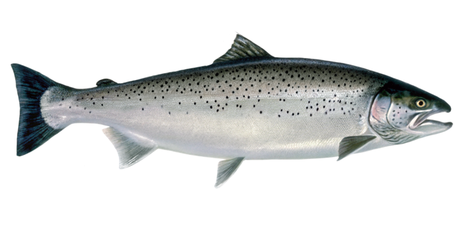 Lake-run brown trout