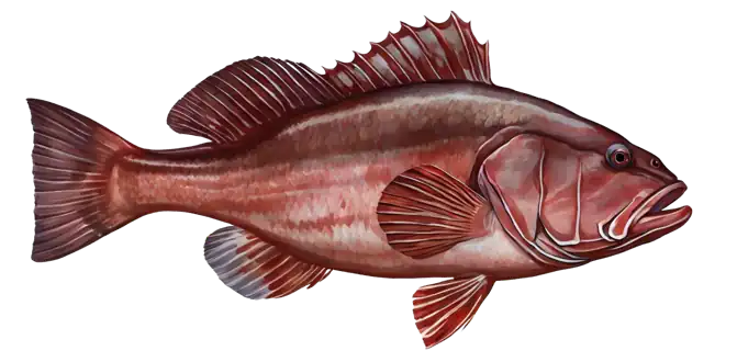Red Grouper
