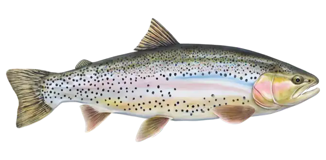Cutbow Trout