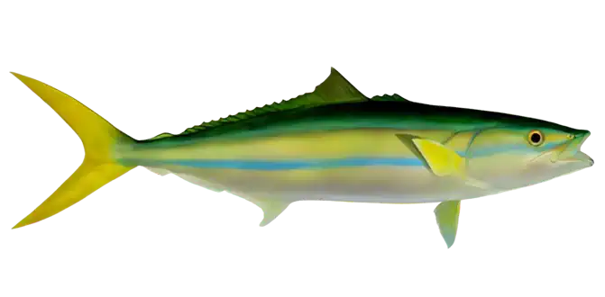 Rainbow Runner