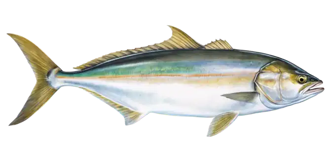 California Yellowtail