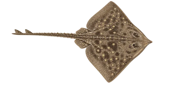Thornback ray