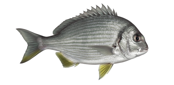 Goldlined seabream