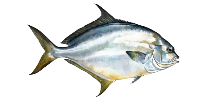 Florida Pompano