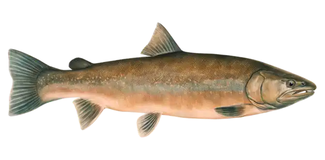 Bull Trout