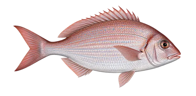 Common pandora