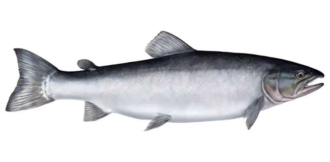 Atlantic Salmon