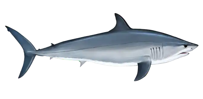 Mako Shark