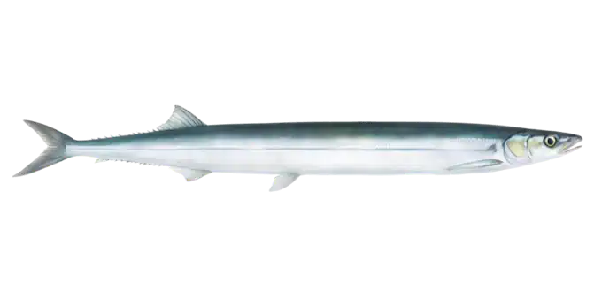 Pacific Saury