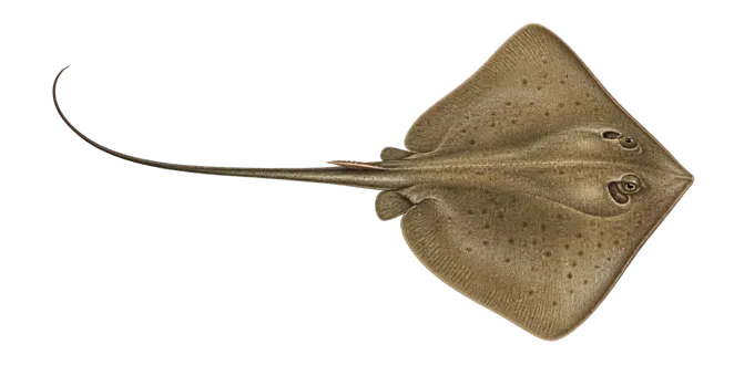 Common stingray