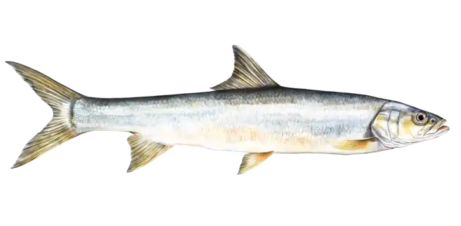 Ladyfish